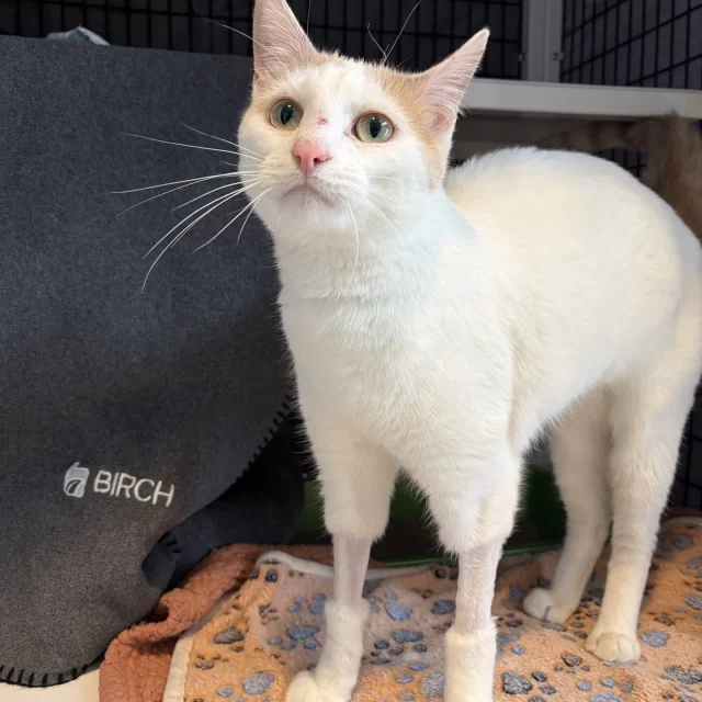 Meet the miracle cat who survived three weeks on his own: Banana Pants. 🍌🐱⁠
⁠
Last May, Banana Pants was adopted into a loving, single-person, multi-cat home. But when his person passed away unexpectedly, everything changed. 💔 Family members rushed in to rescue the cats—yet while his siblings were safely found, Banana Pants was nowhere in sight. With the only person who knew his habits and hiding spots gone, the family thought he had slipped out into the world.⁠
⁠
Over three weeks later, during another visit to the home, they finally saw him—a frightened, thin Banana Pants… but alive. ✨ He was gently and humanely trapped and brought straight back to Tree House, where our veterinary staff immediately began caring for him.⁠
⁠
Despite weeks without food, his medical tests gave us hope. 🩺💛 And after more than a month of TLC, we’re overjoyed to share that Banana Pants has fully recovered—and he’s ready for his second chance.⁠
⁠
This sweet orange-and-white boy is now on our adoption floor, waiting to meet his new person. 🧡 Could it be you?⁠
⁠
Thanks to #EmptyTheShelters by BISSELL Pet Foundation, his adoption fee is just $70 through 12/14. 🐾⁠
⁠
🔗 Meet Banana Pants: bit.ly/THHSAdopt (link in bio)