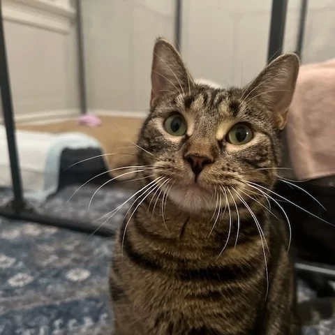 It’s not just #EmptyTheShelters… It’s #EmptyTheFosterHomes, too! 🧡⁠
⁠
Did you know several #TreeHouseCats are eligible for Foster-to-Family adoption? This program helps our cats transition smoothly—they move straight from one cozy home to the next, without an extra stop along the way. 😺⁠
⁠
These foster kitties have been patiently waiting to meet you. Now’s the purrfect time to say hello:⁠
🐾 Fink⁠
🐾 Erickson⁠
🐾 Ghibli⁠
🐾 Teddy⁠
🐾 Conch Shell⁠
🐾 Filena⁠
🐾 Belize & Honduras⁠
⁠
Thanks to BISSELL Pet Foundation, adoption fees for these cats (and all adult cats six months and older) are just $70 through Sun. 12/14. 🧡⁠
⁠
Adopt this week: bit.ly/THHSAdopt (link in bio)