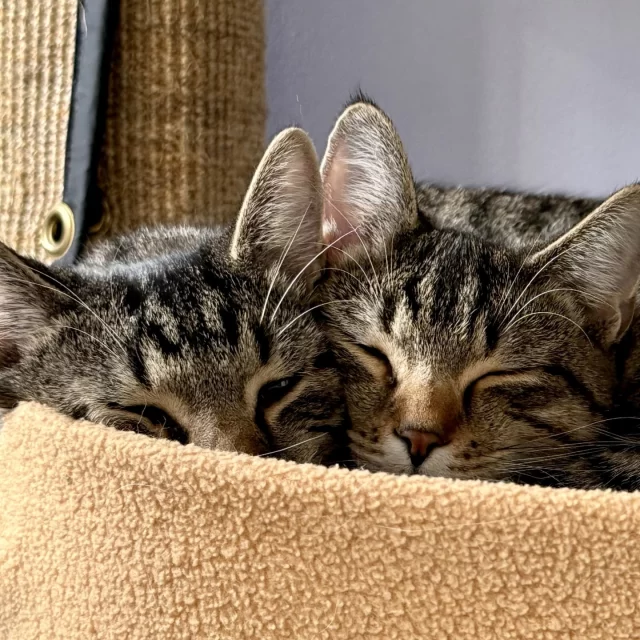 All cats and kittens want for the holidays is a chance to thrive, and you can DOUBLE your impact to give them that gift today! ✔️✔️⁠
⁠
Send your gift before the year ends, and your support will be matched dollar-for-dollar, up to $75,000, by a longtime friend of Tree House Humane Society. 💞⁠
⁠
The year may be coming to a close, but our work continues for the many cats in need of love and support this holiday season. ⁠
⁠
Some are recovering from illness or surgery, like one-eyed kitten Nacho 👁️, while others need extra care to regain their confidence and trust in humans. Others, like cafe cats Corbin and Shiva, need specialized treatment for Feline Leukemia Virus (FeLV). 🩺 And bonded pairs, like Epoch and Eon, need a supportive feline friend to help bring them out of their shell. 🧑‍🤝‍🧑⁠
⁠
Each of these cats and kittens has one thing in common: they’re all hoping to thrive in the new year, somewhere nurturing and safe where they can live happy, healthy lives. ⁠
⁠
Please don’t miss this chance to double your impact and help more cats in 2026. Give today to provide 2X the life-changing care to cats in need in our local community. 🙋⁠
⁠
🔗 TreeHouseAnimals.org/December (link in bio)