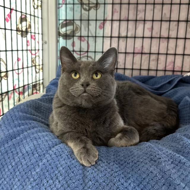 Our cats with feline leukemia* virus usually live in our Cat Café, serving as our sweetest little furr-istas. But Lacie and Origami? They’ve moved up to their very own colony room on the adoption floor! 🔝⁠
⁠
Lacie marched upstairs herself to announce she’s officially retired from making café biscuits—and ready for a slower, cozier lifestyle. 💤 Origami followed right behind, deciding a quieter space sounded pretty nice, too. 💛⁠
⁠
It’s only been a few days since their move, but the two girls are already settled in and chasing each other around the room! (We’re just saying… If you can’t choose between the two, then adopt them both!) 👯‍♀️ ⁠
⁠
🤑 Right now, all adult FeLV+ #TreeHouseCats (6 months and up) have reduced adoption fees of just $70, thanks to BISSELL Pet Foundation’s #EmptyTheShelters event. Get to know them at bit.ly/THHSAdopt (link in bio)⁠
⁠
*The feline leukemia virus (FeLV) is a lifelong virus that weakens a cat's immune system. With love and care, cats with FeLV can live several, happy, fulfilling years.