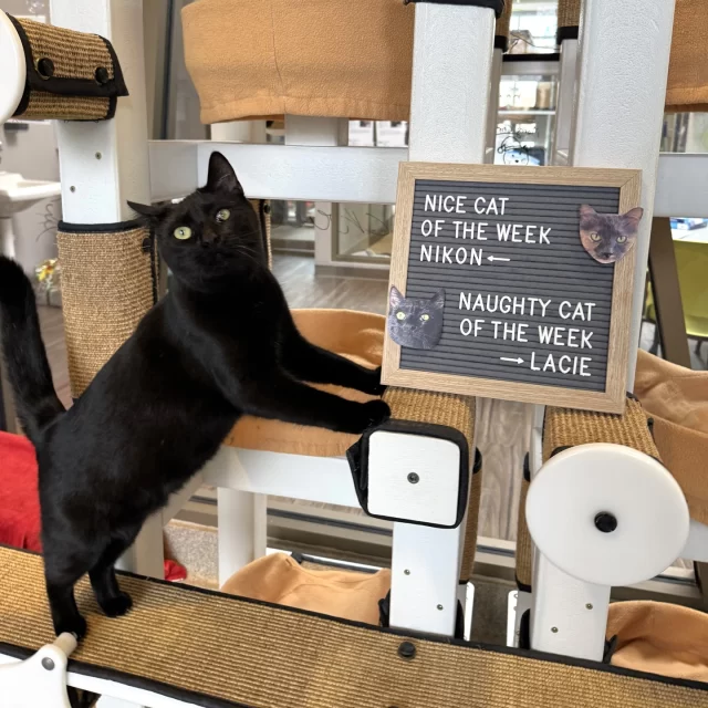 NICE CAT OF THE WEEK: NIKON 👍️✔️⁠
After a successful gallbladder-removal surgery (yep, a cholecystectomy!), this sweet girl is fully recovered and officially ready to meet her future family. 💛⁠
⁠
NAUGHTY CAT OF THE WEEK: LACIE 👎️❌️⁠
Miss Lacie marched herself upstairs and insisted on her own room on the adoption floor. We compromised with a colony room—but she has to share it with the very sweet Origami. Now it’s a whole vibe. 😼🎉⁠
⁠
These cats are available for a reduced $70 adoption fee through this Sunday (12/14), thanks to BISSELL Pet Foundation’s #EmptyTheShelters event.⁠
⁠
🔗 Meet Nikon, Lacie, (& Origami): bit.ly/THHSAdopt (link in bio)