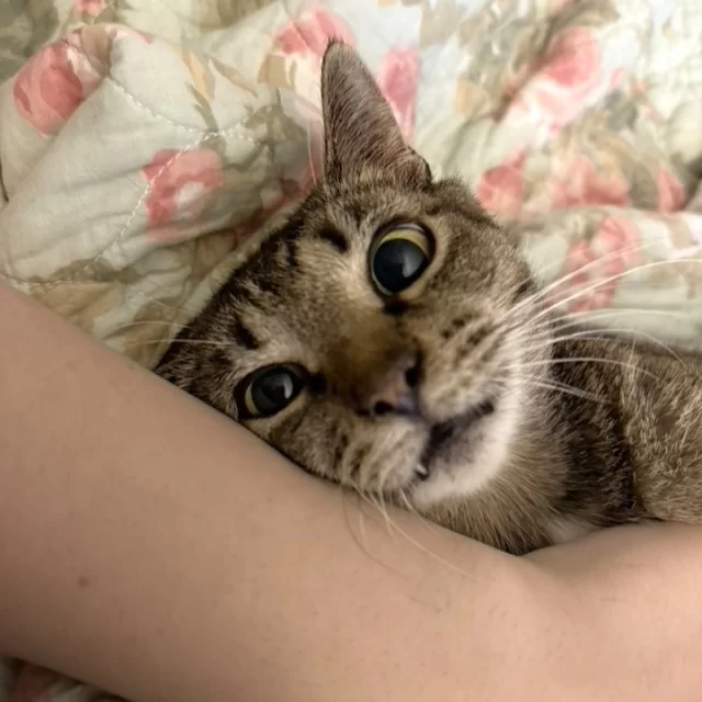 Just two Southern gals, finding their purr-fect match in the Windy City! 🏙️⁠
⁠
Broth (a feline lady) journeyed north from Georgia during a shelter transfer earlier this year, while Cadence (a human lady) took the leap from Florida to Chicago for college. 🚚 After seeing a video on Tree House’s TikTok page about the cats' cross-country adventure, she felt a touching connection to her fellow southerners. “I felt weirdly displaced, as I’m sure these babies did, too,” remembers Cadence.⁠
⁠
When her Valentine’s Day opened up thanks to cancelled classes, Cadence had a sneaky feeling she’d be meeting her perfect match on the day all about love. And she was right! “My sweet girl was the first cat I met at Tree House, and I felt an instant connection with her—I just knew she was the one for me!” she recalls. 💞⁠
⁠
From her first night at home, she snuggled right up to Cadence and fit herself so perfectly into their new life together. “I decided to rename her Soup, to pay homage to the name she was given in the shelter, but also give her a name uniquely her own.” 🍲⁠
⁠
Following graduation in the spring, the duo roadtripped back home to the Sunshine State, passing through Soup’s home county in Georgia on the way. Thanks to her grandparents (Cadence’s parents), Soup is one spoiled kitty, getting constant snuggles, crocheted hats, and homemade blankets. 🥰⁠
⁠
Soup and Cadence’s story was a match made in the Midwest, but we love knowing these Southern gals have found lots of sun and warmth together (especially during this time of year)!