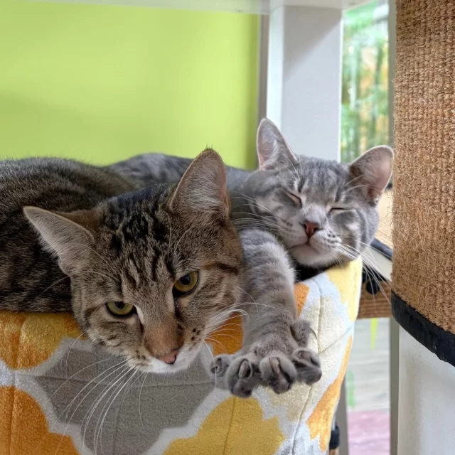 Did The Turtles sing “Happy Together”… or were they really saying “Better Together” back in 1967? 🎶

Either way, these #BetterTogether pairs at Tree House are definitely happy together—and adopting a duo just might make your home happier together, too.

Meet our dynamic duos:
💚 Miyamoto & Tatsu
🧡 Eon & Epoch
💚 Waffuru & Pankeki
🧡 Turkey Baster & Cornucopia

Two cats. One love song. Endless harmony. 💛🐾

🔗 bit.ly/THHSAdopt 

#TreeHouseCats #BondedPair #Cats #Adopt #Kittens #Chicago