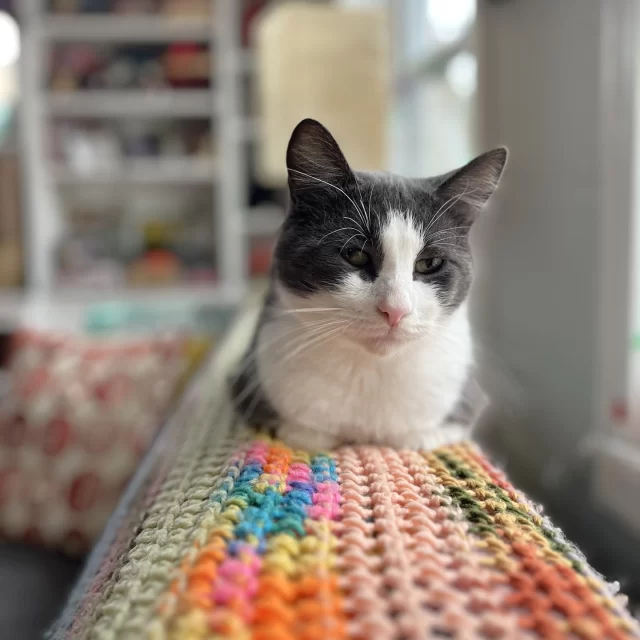 ATTENTION! General Paws is here to share his story 🐾⁠
⁠
Found as a stray in Austin this October, General Paws came to us with a severe skin condition—swipe to see his “before” photos. 📷️ Our veterinary staff diagnosed him with flea allergy dermatitis, which made him extremely sensitive to flea bites, plus periodontal disease causing painful gums. While treating his skin, he also received a dental extraction and was neutered. 🩺⁠
⁠
Now in foster care, General Paws is thriving! He LOVES mealtime (his tail literally quivers with excitement), enjoys snuggles, head butts, and all the pets—and best of all, he’s finally itch-free and feeling great. 🤩⁠
⁠
Could this sweet, affectionate guy be the new member of your family? General Paws will be available for adoption soon! 💛