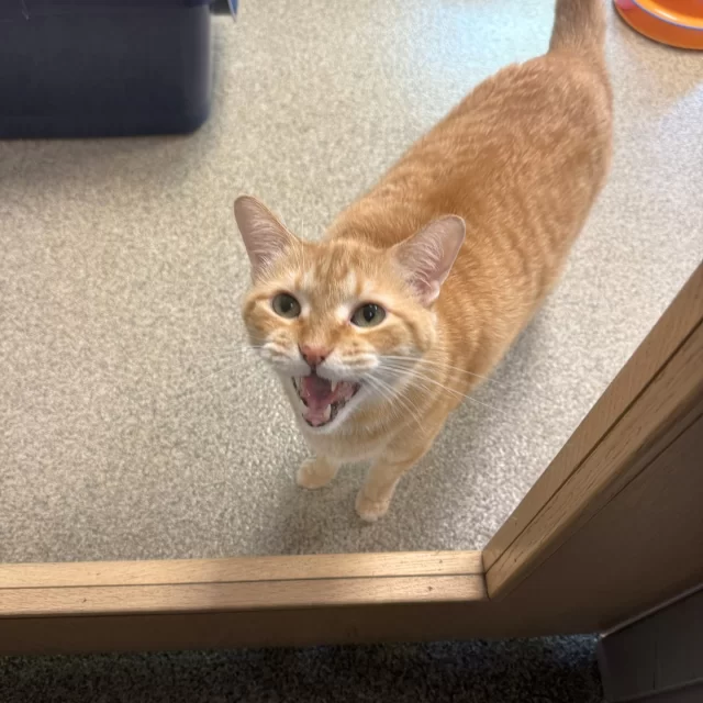 Ever seen #OrangeCatEnergy take over an office meeting? We have. 🤪💼⁠
⁠
Sandy has fully embraced his role as an employee on #TeamTreeHouse—chair claimed, boundaries set. He pulls up to the desk to “help” with emails, contributes to meetings, and takes his OSHA-required lunch breaks seriously with snuffle mat foraging, toy hunting, and the occasional play-tent retreat. 😎⁠
⁠
Sandy currently works out of an office with our feline behavior specialist and veterinary director, where he gets extra time socializing with his human colleagues and getting routine enrichment with our team.⁠
⁠
Interested in adopting Sandy? He’s available for Trial Adoption. Email adoption@treehouseanimals.org to learn more.⁠
⁠
Read Sandy’s profile at bit.ly/THHSAdopt (link in bio) 🧡🐾