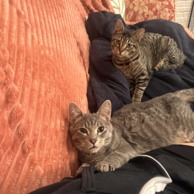 Sparkle. Speckle. Sprinkle. And Twinkle… now try saying that 3x fast ✨⁠
⁠
These four kittens joined Tree House in September with a not-so-fun surprise: ringworm and upper respiratory infections. Ringworm may sound scary, but with proper care, a clean space, and lots of love, it’s very treatable—and these kittens proved it.⁠
⁠
In foster care, they got plenty of rest and snuggles in their own room (to prevent contagions from spreading). These kittens also tackled weekly lime sulfur baths (effective, but pungent) at our clinic. Once they recovered, they finally got to enjoy time with the resident cats, dog, and humans. Their foster even admitted she’d have kept them all if her house wasn’t already full 💛⁠
⁠
Each kitten has their own personality, but one thing’s the same: they’re total sweethearts, making up for lost time with plenty of snuggles. Soon, they’ll be bouncing around our adoption floor—keep your eyes peeled! 👀🐾