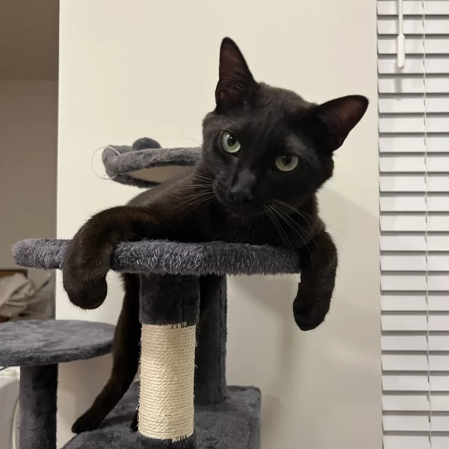 Can I get some Brisket with a side of Beans? 🍽️😋⁠
⁠
(But first, a backstory that might clear your appetite… 👀)⁠
⁠
Coffelt had contracted ringworm on his journey to us. While ringworm is a minor fungal skin infection, treatment can often be a long and tedious process 🦠💊. Luckily, Coffelt wasn’t limited to the clinic’s isolation rooms during his three-month treatment. Instead, he found comfort in the care of a compassionate foster volunteer 💛 while his ringworm cleared, before finally making his way to the Tree House adoption floor 🏡🐾.⁠
⁠
Cleared of ringworm and ready to find a new home, his wishes were answered quickly! 🎉 Now known as Brisket, he’s become the ultimate cuddly goofball who never stops purring or looking for love 😻. “He likes to throw his butt in our resident cat’s face to initiate play, which is very funny,” says his new family 😂. Brisket has brought joy to not only his humans but also his feline sibling, Beans 🐱🐱. “We’ve seen such positive changes in our Beans with the addition of Brisket!” 💕⁠
⁠
This match was made in barbecue heaven 🔥🍖, and we’re absolutely eating it up! From human pawrents to cat siblings, we love seeing our Tree House family grow with each adoption story 🐾💖.