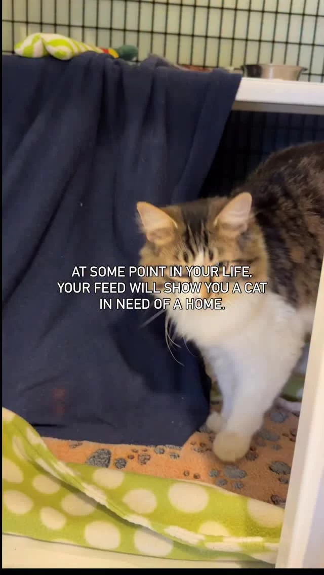 We promise. 🤞 #TreeHouseCats #Adopt #Chicago #Cats #Kittens