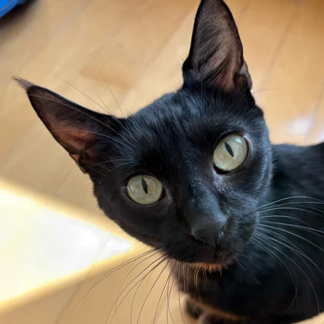 This mystical black kitty has surfaced from the sea to share her tale 🖤🌊⁠
⁠
Meet Selkie—named for the legendary sea spirits who journey between worlds. She washed up at Tree House in September from western Illinois as a devoted nursing mama to six kittens. And as if that weren’t enough, Selkie was quietly battling painful dental disease and severe ear infections. (Ouch—our jaws ache just thinking about it.) 💔⁠
⁠
With the help of her loving foster pawrents and #TeamTreeHouse, this brave girl faced surgery to remove the teeth causing her pain and completed antibiotics to heal her infections. Her signature head tilt is a lasting reminder of nerve damage from an ear infection—an “imperfection” we think only adds to her magic. 🔀⁠
⁠
Now feeling so much better, Selkie has traded the depths for dry land and is on our adoption floor, ready to meet her person. She’s comfortable with other cats and kids, and her next chapter is wide open. Where will this Selkie land next? 🌙✨⁠
⁠
🔗 Meet Selkie: bit.ly/THHSAdopt (link in bio)