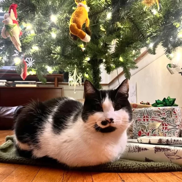 HOLIDAY HOURS UPDATE 🎄⁠
⁠
Our shelter will be closed on Wednesday, December 24 (today), and Thursday, December 25, in observance of Christmas Eve and Christmas Day.⁠
⁠
The adoption floor, lobby, and Cat Café will reopen on Friday, December 26.⁠
⁠
Our Veterinary Wellness Center will be closed through Monday, December 29, and will reopen Tuesday, December 30.⁠
⁠
Wishing you and your furry friends a joyful holiday season! 💚🐾⁠
⁠
📷️ Bessie, in her new adoptive home