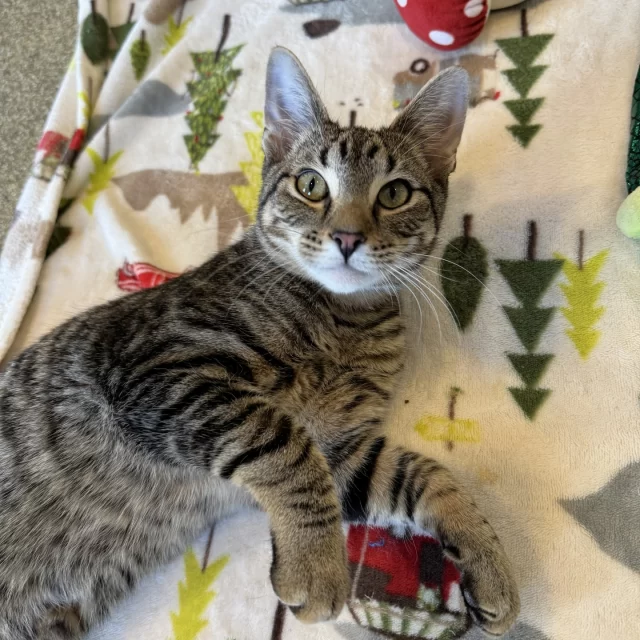 You’ll never guess where we found this fella… 👀⁠
⁠
Last week, a #TeamTreeHouse volunteer was delivering donated cat food to a colony caretaker in the Austin neighborhood when they heard faint meowing. The sound? Coming from a garbage can.⁠
⁠
Inside, they found this sweet kitty frozen and stuck to the bottom, possibly in search of food or shelter. While we’ll never know how he got there, thankfully, he was gently freed—and it turned out to be his lucky day. 🍀⁠
⁠
After scanning for a microchip, checking with neighbors, and finding no owner, we officially welcomed him as a Tree House cat. 🌳⁠
⁠
Meet Chulo 💛—an older kitten now waiting on our adoption floor. One glance through the window and he’ll start making air biscuits. That’s how charming he is. Whoever adopts Chulo is signing up for a lifetime of cozy snuggles.⁠
⁠
🔗 Adopt Chulo: bit.ly/THHSAdopt (link in bio)