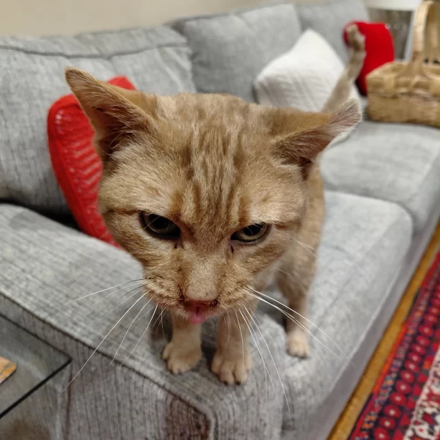 We welcomed Knick Knack to Tree House from Chicago Animal Care and Control in October, ready to give this sweet guy the medical care he needed. ⚕️⁠
⁠
This eight-year-old ginger gent has a few health hurdles—including cardiac, dental, and kidney disease—but our #VetMed team has been hard at work getting him on the path to feeling better. While treatment is underway, Knick Knack has been resting and healing in a cozy foster home. 🏡⁠
⁠
According to his foster, he’s a quiet, chill companion who spends his awake hours happily shadowing his human. He’s gearing up for a dental procedure just before the New Year, which will bring some much-needed relief. 🎆 After that, his Mew Year’s resolutions are simple: relax, recover, repeat.⁠
⁠
🐈️ Cats like Knick Knack have the opportunity to thrive, thanks to the foster families that care for them as they undergo medical treatment. Interested in changing a cat’s life? Learn about fostering at treehouseanimals.org/engage/volunteer/foster/ (link in bio)