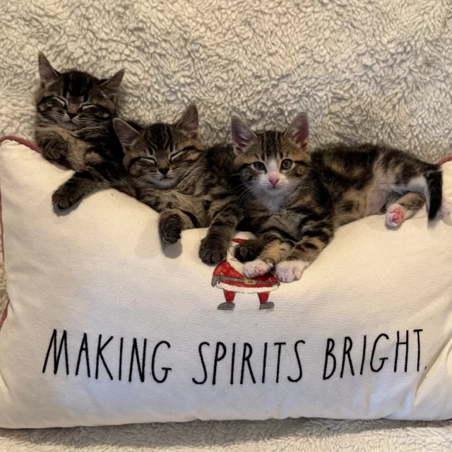 Meow-y Christmas from our kittens (and senior cat, Nikon) in foster! 🎄🐾⁠
⁠
Whether you’re snuggling with loved ones, taking a cozy holiday break, or hustling through the day, we hope this little dose of holiday cuteness makes your day a little brighter. ☀️⁠
⁠
📋️ Friendly reminder: our shelter is closed today. The adoption floor, Cat Café, and lobby reopen tomorrow (Fri. 12/26). Our Veterinary Wellness Center will reopen on Tue. 12/30.
