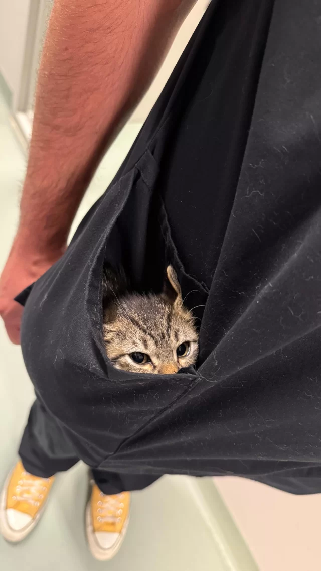 What’s on our camera roll? 👀 #TeamTreeHouse has shared cute & educational snaps with you over the last year… But here are the funny moments we wanted to share before we ring in the New Year! 🍾 #TreeHouseCats #Funny #Cats #Kittens