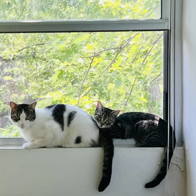 HOLIDAY HOURS UPDATE 🎇⁠
⁠
Our shelter will be closed today and tomorrow—Wednesday, December 31, and Thursday, January 1—in observance of New Year’s Eve and New Year’s Day.⁠
⁠
Our adoption floor, lobby, Veterinary Wellness Center, and Cat Café will reopen on Friday, January 2. 📅⁠
⁠
Wishing you and your furry friends a happy New Year 💚🐾⁠
⁠
📸 Savory Saturn, in his adoptive home, with sibling Ginny