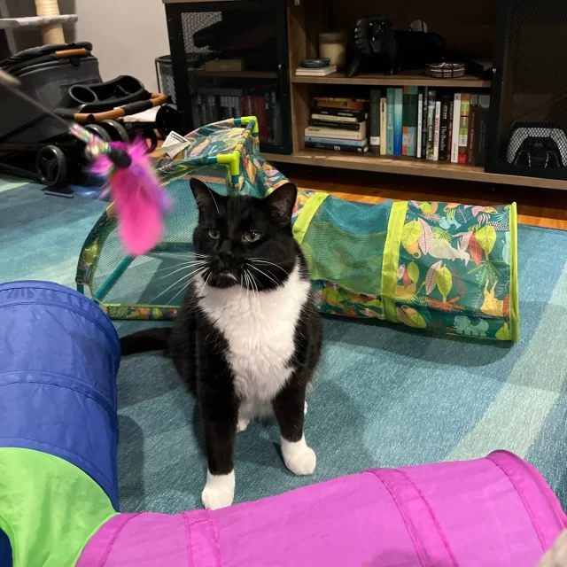 Meet Honeysauce—our resident helper cat. 🍯😺⁠
⁠
What’s a helper cat, you ask? Honeysauce is a confident, cat-friendly guy who helps shy, but playful cats (especially kittens!) learn how to relax, trust, and enjoy time with their humans (especially couch time). 🛋️⁠
⁠
Mr. Sauce is all about the snuggles with people and makes a wonderful role model for a cat who’s curious—but a little nervous—about joining the family cuddle pile. 🤗⁠
⁠
Cleotrapa, our “wobbly cat” with cerebellar hypoplasia, just moved into Mr. Sauce’s colony room so they can become friends. We hope to share some cute pictures soon! 📸⁠
⁠
Honeysauce is available for Trial Adoption in your home. Interested?⁠
📧 Email adoption@treehouseanimals.org or check out his profile at bit.ly/THHSAdopt (link in bio).