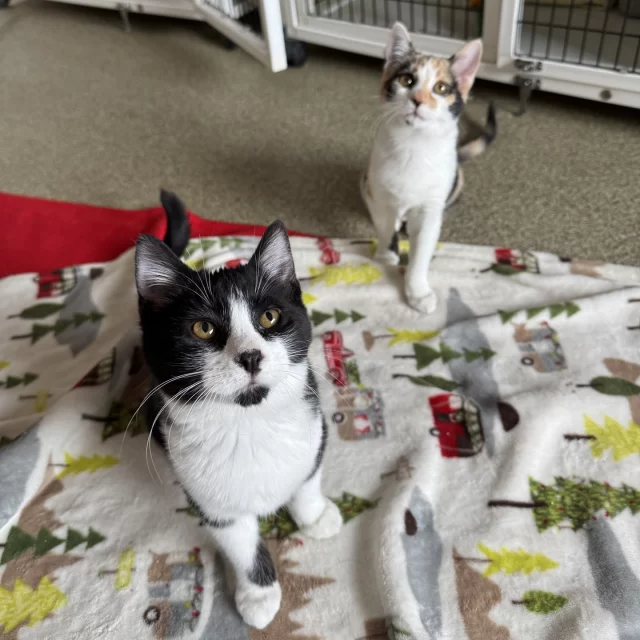 Despite being closed for two days over Christmas, 21 #TreeHouseCats still unwrapped the best gift of all—a loving home! 🎁💕⁠
⁠
On Saturday, we had a huge rush of interested adopters, and we thank volunteer adoption counselor Marne for staying late to help these families and kitties get home together!⁠
⁠
Happy trails to the 13 adult cats starting their #HappyEndingTails:⁠
🐾 General Paws & Brussel Sprout⁠
🌸 Phora & Chato*⁠
🦃 Turkey Baster & Cornucopia*⁠
🍡 Waffuru & Pankeki*⁠
🍬 Peppurrmint – a FeLV+ kitty from our Cat Cafe!⁠
🍌 Winter Banana⁠
👃 Sniffs⁠
👑 Ms. Katz⁠
🎤 Lil Tecca⁠
⁠
And good luck to the eight kittens who also went off to new homes:⁠
🐱 Garu & ✨ Twinkle⁠
🍑 Plum⁠
🍈 Fig⁠
🌴 Date⁠
🍲 Cream of Mushroom⁠
🎬 Drew Barrymore⁠
❄️ Sugarplum⁠
⁠
*These are our #BetterTogether pairs! 💞