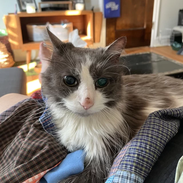 What’s a Foster-to-Family adoption? ✈️😻 Think of it as a non-stop flight between two awesome cities.⁠
⁠
Many shelter cats experience a few layovers—flying from one home, pausing at the shelter, then heading off to another. And just like travel IRL, fewer layovers = a smoother, less stressful journey. 🧳✨⁠
⁠
With Foster-to-Family, cats wait it out in a cozy foster home, meet their adopter, and go straight home—no extra stops. Now that’s the travel plan we want to book. 🏡💖⁠
⁠
Ready to meet your future copilot? These cats are available for adoption straight from their foster homes:⁠
🐾 Fink⁠
🐾 Origami*⁠
🐾 Erickson⁠
🐾 Vivace⁠
🐾 Ghibli⁠
🐾 Teddy⁠
🐾 Conch Shell⁠
🐾 Filena⁠
🐾 Lacie*⁠
⁠
*These cats have the feline leukemia virus (FeLV). While the virus is lifelong, FeLV+ cats can still live several healthy, fulfilling years in a loving home.⁠
⁠
Check out their adoption profiles at bit.ly/THHSAdopt (link in bio)