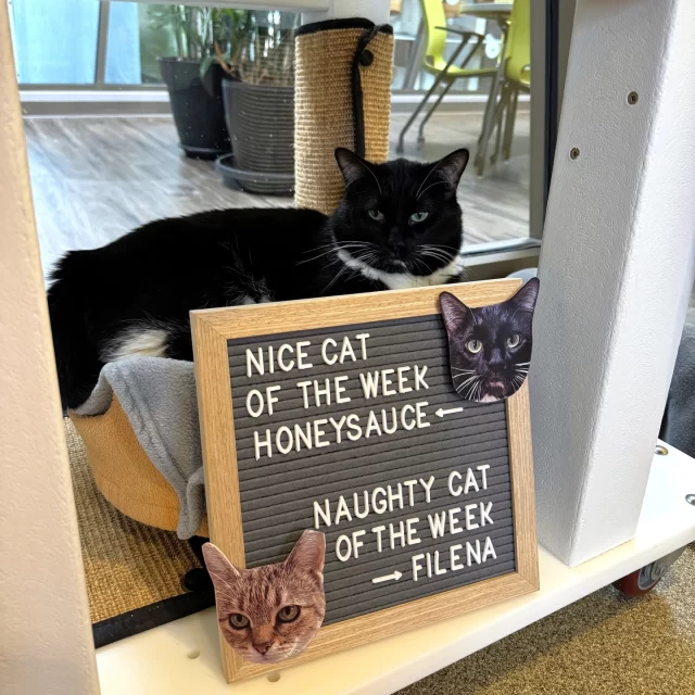 NICE CAT OF THE WEEK: HONEYSAUCE 👍️✔️⁠
Just look at this guy flopping down right next to #TeamTreeHouse! Honeysauce is a total lover boy who’s always ready to cuddle up and soak in the affection. Certified good behavior. Gold star earned ⭐⁠
⁠
NAUGHTY CAT OF THE WEEK: FILENA 👎️❌️⁠
Miss Filena is also a lover girl… maybe a little too much! She showers hands in her foster home with kisses (aka enthusiastic licking) and occasionally tries to sneak in a tiny nibble—oops! 😅 She’s learning how to channel all that love in gentler ways, and we’re cheering her on every step of the way.⁠
⁠
Which one would you take home: nice, naughty, or a little bit of both? 💕🐾 Meet the two kitties at bit.ly/THHSAdopt (link in bio)