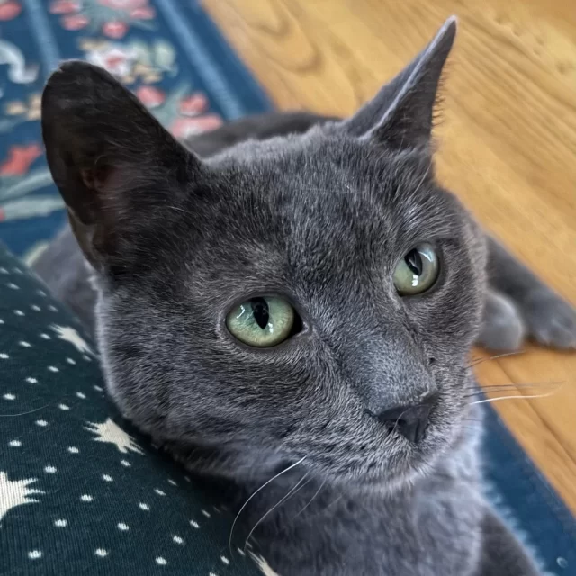 We’re feeling hopeful about a special kitty’s healing journey. 💚🧡⁠
⁠
Moonshine—one of our FeLV+ and FIV+* cats you may have met at the Cat Cafe this fall—recently began feeling under the weather. ☁️ When he became less playful, ate less, and then developed a fever, our team acted quickly. Moonshine was diagnosed with feline infectious peritonitis (FIP), a disease once considered fatal, but now treatable thanks to newer medications. 💊⁠
⁠
“Moonie” headed to a foster home where he could take his meds and soak up round-the-clock love from his foster pawrent and resident cat Baby Bear (another FeLV+ Tree House alum who had recently recovered from FIP). 🏡 While his treatment will continue for a few months and remains complex due to his pre-existing conditions, Moonshine is showing encouraging signs—he’s eating well and playing again. His foster shared that she “couldn’t believe the 180 he was making!” 😲⁠
⁠
Our #VetMed staff say he’s not completely out of the woods yet, but they’re feeling much more hopeful. Fingers crossed for Moonshine as he continues to heal, and endless thanks to his incredible foster family for proving that a little love really can go a long way ✨🐾⁠
⁠
*The feline leukemia (FeLV) and feline immunodeficiency viruses (FIV)  are lifelong conditions, but it doesn’t stop a cat from being a loving companion. With routine veterinary support, FeLV+ cats can enjoy many happy years with their families.