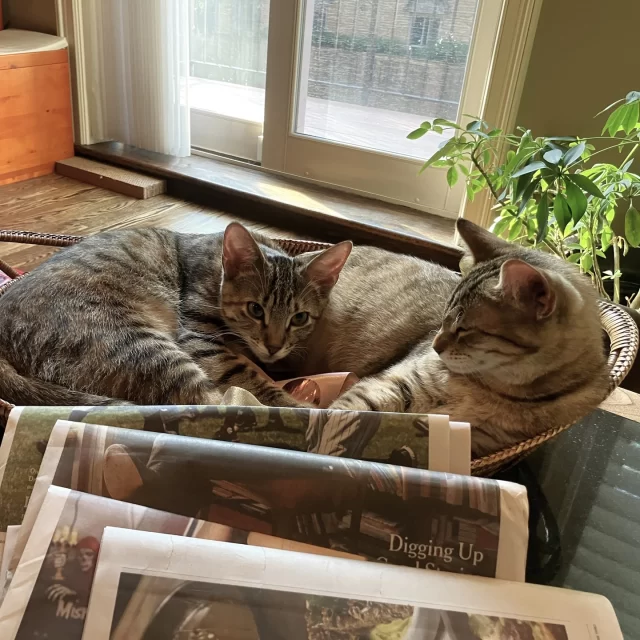 From sisters on the street to cuddles on the couch. 🛣️➡️🛋️⁠
⁠
Last spring, Caroline and Nina (formerly known as Fettuccine and Rotini) starred in a behind-the-scenes video on trapping a litter of kittens in the Belmont Cragin neighborhood. Today, this #BetterTogether bonded pair takes center stage in their new, loving home. 🏡⁠
⁠
Caroline, a shy but sweet girl, follows the confident and affectionate lead of her sister, Nina. The duo loves pets, snuggles, and casual conversation to pass the time. 💬 Still the energetic and rambunctious young girls we found outside many seasons ago, Caroline and Nina have brought their playfulness inside to their warm, happy home. ☀️⁠
⁠
Like every cat that comes to Tree House, Caroline and Nina’s journey was a true team effort. From our community programs staff who carefully trapped their litter to the foster volunteer who socialized the young cats for adoption, our clinic and caretaking staff who cared for and supported Rotini during her stay in “R.O. Jail,” and the adoption crew who matched this Bonded Pair with their new family, every member of #TeamTreeHouse is thrilled to see another Happy Ending Tail. 🌳