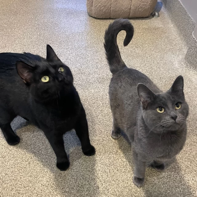 Some #BetterTogether duos arrive at Tree House side-by-side—and leave the same way. Origami and Lacie? They met here… and we’re hoping they’ll head home together, too. 💞⁠
⁠
Origami is a shy FeLV+* sweetheart who came to Tree House last July and went straight into foster care. While she took her time warming up to humans, everything changed once she met other FeLV+ cats. With a feline friend by her side, Origami truly began to blossom—proof that this girl thrives with a buddy.⁠
⁠
Enter Lacie. ✨ She joined our FeLV+ crew in October (you may have met her at our Cat Café!) and quickly made it clear she was playful, energetic, and eager for a cat companion. The equation was easy: Lacie + Origami = instant magic.⁠
⁠
Now this dynamic duo is zooming around their foster home while they wait for a family ready to adopt them both. The best part? You’ll get the purr-fect balance of Origami, sweetly perched up high and observing the world, and Lacie, your playful shadow following you from room to room. 🐾💖⁠
⁠
➡️ Meet Lacie & Origami: bit.ly/THHSAdopt⁠
⁠
*Feline leukemia virus (FeLV) is a lifelong condition, but it doesn’t stop a cat from being a loving companion. With routine veterinary support, FeLV+ cats can enjoy many happy years with their families.