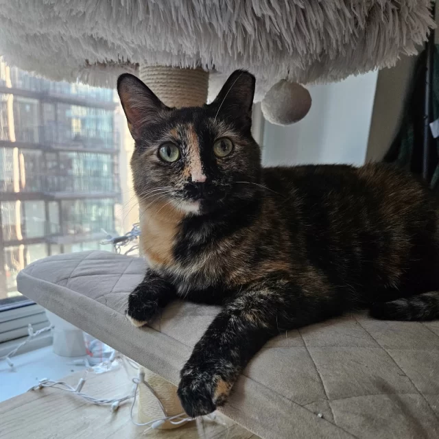 We put this conch shell up to our ear… 🐚⁠
And while we didn’t hear the ocean, we did hear a foster pawrent singing praises.⁠
⁠
Meet Conch Shell, a beautiful tortoiseshell kitty who’s ready for a Foster-to-Family adoption! Her foster pawrent says she’s “a very sweet cat who needs a lot of love and patience.” With time, this gentle girl will truly come out of her shell—no pun intended. 😉⁠
⁠
When Conch Shell first arrived in her foster home, she preferred a cozy hideaway of her own. But once she decided it was time to make friends, she started purring and chirping like a little bird—pressing her head into waiting palms to show exactly how she likes to be pet.⁠
⁠
And yes, her “20% orange cat” energy does make an appearance: she gets delightfully silly chasing a laser pointer! She’s still figuring out how to play with her resident cat sibling, Zoey, but she’s learning more every day.⁠
⁠
Can you imagine Conch Shell curling up with you in your own home? 💚⁠
Meet her at http://bit.ly/THHSAdopt