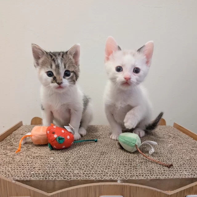 Fourteen #TreeHouseCats found homes during the second adoption week of the New Year 🎉—including shy #BetterTogether duo Scully and Mulder, energetic calico Vivace, and Chulo—the young kitty once found with his toe frozen to the bottom of a garbage can.⁠
⁠
Congrats to the six adult cats starting their #HappyEndingTails:⁠
🐱 Scully & Mulder⁠
🎨 Vivace⁠
🧊 Chulo⁠
🐤 Tweety⁠
🍊 Sir Creamsicle⁠
⁠
And good luck to the eight kittens who scampered off to their new homes:⁠
🦘 Emu & Dingo⁠
🌌 Galaxy Stern & Mercy⁠
🧁 Sprinkle⁠
✨ Sparkle⁠
🐙 Octopus⁠
🦞 Lobster