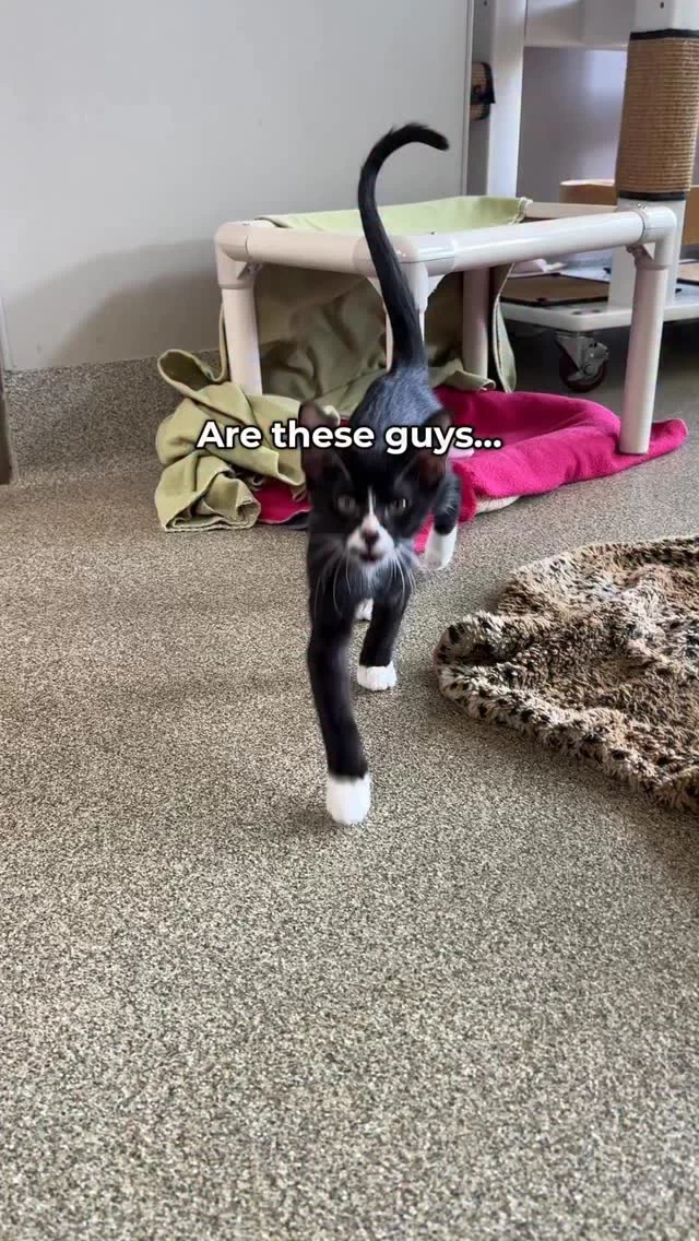 Meet Moonstone and Labradorite. These four-month-old brothers have cerebellar hypoplasia (CH), similar to our adoptable adult cat, Fink! CH is a congenital condition causing a lack of control of fine motor movements. As a result, cats with CH may tremor when they try to move. Labradorite’s CH “wobbles” are a little more intense than Moonstone’s, but they are both 100% adorable and will be 100% adoptable!
CH is not painful for cats, and these cats learn to adapt well with minor lifestyle modifications. Chat with our adoption counselors to learn more!

#TreeHouseCats #CHCats #WobblyCats #Kittens #CerebellarHypoplasia