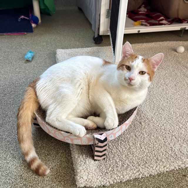 🏈🐾 TOUCHDOWN, TREE HOUSE! 🐾🏈⁠
⁠
Thirteen #TreeHouseCats were adopted last week—maybe even cheering on another type of animal from the couch with their new families! While the Bears came up short, these adopters definitely took home the win. 💙🧡 Because in Chicago, we know how to rally—and nothing beats a love-filled roster.⁠
⁠
Congratulations to the six adult cats who scored touchdowns in their #HappyEndingTails:⁠
🐱 Perry the Platypus & Heinz Doofenshmirtz⁠
🍌 Hanner Bananer⁠
🧡 Barnack Orange — adopted by one of our very own volunteer adoption counselors (proof that no one is immune to kitty charm!)⁠
🍎 Gravenstein⁠
🌿 Bayleaf⁠
⁠
And running it all the way home to their new families—our seven kittens:⁠
🐾 Pucca⁠
🦆 Rubber Ducky⁠
✨ Felicia⁠
🍀 Fergus⁠
🎯 Farkle⁠
🎤 Joe Jonas⁠
🚀 Trip