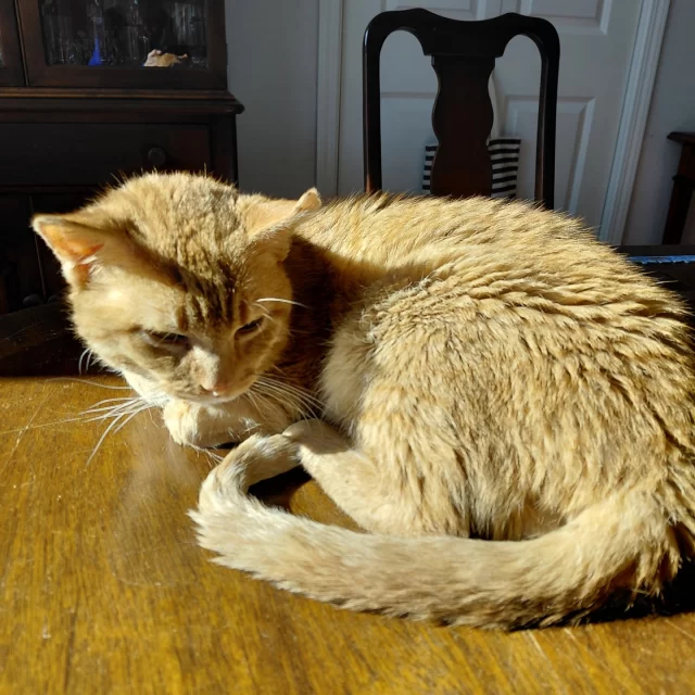 We’ve got a Knick Knack update that’s guaranteed to make you smile 😸🧡⁠
⁠
Right after the New Year, this ginger boy had a much-needed dental extraction to relieve the mouth pain he’d been living with. His foster parent, Jan, shared:⁠
“The change in him since his dental work has been nothing short of remarkable. He’s a completely different cat—still affectionate, but now upbeat instead of the somber mood he had while his mouth was in pain.”✨⁠
⁠
Dental disease is the most common and most painful condition we treat at Tree House Humane Society, and it can significantly impact a cat's happiness. When you free them from constant pain, you open the door to comfort and connection!⁠
⁠
Way to go, Knick Knack! 🥳 This was the final stop on his road to feeling better after tackling cardiac and kidney concerns—and now he’s almost ready for his next big adventure… adoption! 🏡💕 Interested in taking this mellow guy home? Keep an eye out for him on our adoptable animals page.⁠
⁠
As for this cute photo? This is how Knick Knack stays cozy indoors when it’s 10 degrees outside—in the warmth of sunlight! ☀️