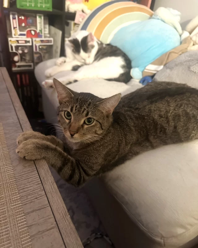 What's better than one Tree House cat? Three #TreeHouseCats! 😱⁠
⁠
Arthur, Dutch, and Mochi are a trio of Tree House alums who found each other in the same loving home last year. Since joining forces, they’ve brought triple the fun and cuddles into their family. 3️⃣✖️⁠
⁠
Arthur, formerly known as Hatsuaki, was first adopted on his own. A few months later, Dutch and Mochi, formerly known as Roses and Sweets, were brought home by the same adopter. At Tree House, this #BetterTogether pair was nervous and fearful around humans, but they always brought out the playful side in one another. And with Arthur ready to show his new siblings the ropes, their home was soon filled with happy cats.⁠
⁠
As you can see, the trio is now inseparable! Arthur loves chasing a feather or a mouse toy, excitedly showing off tricks, and meowing for attention. Dutch loves people watching, being held like a baby, and burying his face in for snuggles. Mochi may still be shy, but she comes alive during playtime or when she hears the crinkle of a treat bag.⁠
⁠
One of the best ways to help shy cats come out of their shell and gain confidence is to give them a feline friend. You could even call it ✨ the power of friendship. ✨