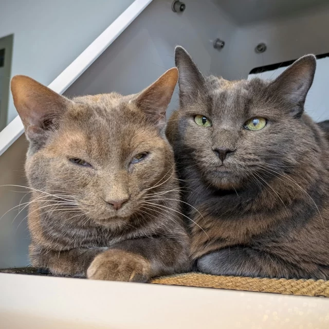 Some heroes are just #BetterTogether 💥🦸‍♀️⁠
Think Deadpool & Wolverine. Batman & Robin. Iconic duos saving the day—together.⁠
⁠
At Tree House, some #HappyEndingTails are even better when feline sidekicks stick together into their adoptive homes.⁠
⁠
🦸‍♀️ Origami & Lacie⁠
These FeLV+* besties bring major girl-power energy. Expect zoomies, teamwork, and thorough inspections of every new gadget you bring home. 💨🔍⁠
⁠
🦸‍♂️ Tatsu & Miyamoto⁠
This mellow, super-sweet duo is ready to patrol your neighborhood—from the safety of your living room window. Saving your day (and your heart) comes naturally to them.⁠
⁠
🦸‍♀️ Adora & Catra⁠
These tabby girls are going to save you from a lack of snuggles! Win them over with a wand toy, have a seat, and get ready for them to climb on you for pets!⁠
⁠
Ready to adopt a dynamic super duo?⁠
Meet these heroes at bit.ly/THHSAdopt (link in bio) 🦸‍♀️🦸‍♂️⁠
⁠
*Feline leukemia virus (FeLV) is a lifelong condition, but it doesn’t stop a cat from being a loving companion. With routine veterinary support, FeLV+ cats can enjoy many happy years with their families.