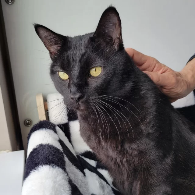 Brrr—what a cold weekend! 🥶 Even though our shelter unexpectedly closed for two days due to inclement weather, five #TreeHouseCats still found their new homes last week:⁠
🐾 Nuno Gloop⁠
💎 Labradorite⁠
🌙 Moonstone⁠
💖 Filena⁠
🐈️ Kuroneko⁠
⁠
Filena’s adoption was a special one—she joined her family through a Foster-to-Family match finalized over video call! 📹️💻️ Huge thanks to her adopters and our adoption staff for staying flexible, creative, and committed to making #HappyEndingTails happen, even when the weather had other plans.