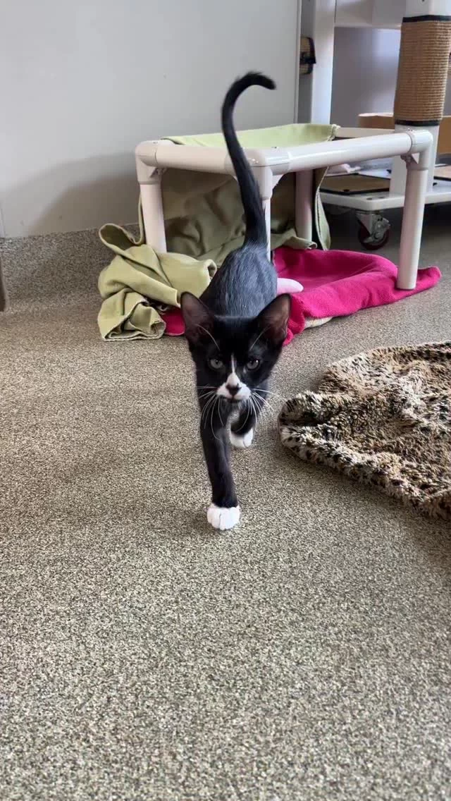 We’re all things cats, based in Chicago. #TreeHouseCats #Chicago #Cats #Kittens #Neuter