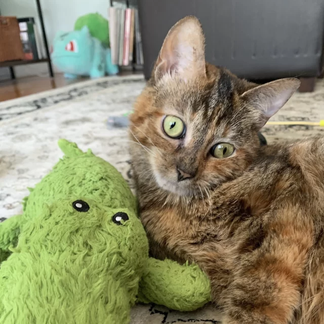 From February 4–15, it’s their turn for love 💘⁠
⁠
These sweet cats have been waiting 60+ days to meet their person—some even longer. Sandy has waited six months. Little Fink? Over a year. When you adopt our long-stay cats from 2/4–2/15, you save 50% on their adoption!⁠
⁠
Each of them has worked so hard to be adoption-ready, whether that meant building confidence, settling into routines, or bravely getting through medical care.⁠
⁠
They’re hoping for a Valentine’s Day match… could it be you? 💞⁠
❤️ Fink*⁠
❤️ Sandy⁠
❤️ Origami & Lacie*⁠
❤️ Erickson*⁠
❤️ Teddy⁠
❤️ Conch Shell*⁠
❤️ Knick Knack⁠
❤️ Chris P Bacon⁠
⁠
Ready to make a love connection? View their profiles at bit.ly/THHSAdopt (link in bio)⁠
⁠
*Available for Foster-to-Family adoption. Email adoption@treehouseanimals.org to set up a Meet & Greet.