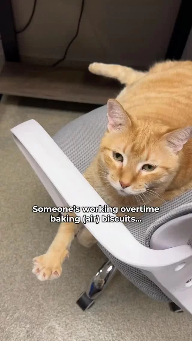 If Illinois has cat labor laws, we may need to confess… Sandy’s been working overtime at the biscuit factory. 🍪

Ever wonder why cats “knead” AKA make biscuits (with occasional claws 😅)? It’s a sign they feel safe, cozy, and happy. Some knead blankets, some bake on your lap… and some—like Sandy—make air biscuits. 🐾
It’s an instinct from kittenhood, when they kneaded their moms for milk 🍼 Now Sandy practices his craft from his favorite chair, surrounded by his favorite humans.

Ready to hire a full-time baker for your home? Sandy’s accepting new coworkers. 🏡🐱

Learn more about adopting Sandy at bit.ly/THHSAdopt

#TreeHouseCats #Biscuits #Cats #Adopt Chicago