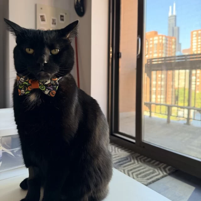 Crank up the volume for this Happy Ending Tail‼️🔊⁠
⁠
Bumi, now short for Boombox, lives up to his new name by filling his home with chatter and meows. He's a true yapper, and he's been known to join in on a sing-along with his adopters! 🎶⁠
⁠
But when it's time to lock in for a work-from-home day with his pawrents, Bumi has nailed down the perfect routine.⁠
⁠
9 am: nap on mom's desk with a blankie 💤⁠
12 pm: lunchtime snack 🐟⁠
2 pm: visit dad's office and lounge in the hammock 😌⁠
5 pm: make sure everyone clocks out on time ⏱️⁠
7 pm: dinner, playtime, and a good brushing 🐁⁠
And repeat! (Oh, the life of a cat.) 😸⁠
⁠
As an FeLV+* kitty, Bumi's days as a Cat Cafe resident gave him plenty of experience in charming friends with his quirks and snuggling with every visitor he greets in his new home. A sweet and silly cat, Bumi has turned up the volume and love for his new family. 💓⁠
⁠
We love reading your #HappyEndingTails! Want to share yours with us? Submit your adoption story at bit.ly/HappyEndingTails (link in bio)⁠
⁠
*Feline leukemia virus (FeLV) is a lifelong condition, but it doesn’t stop a cat from being a loving companion. With routine veterinary support, FeLV+ cats can enjoy many happy years with their families.