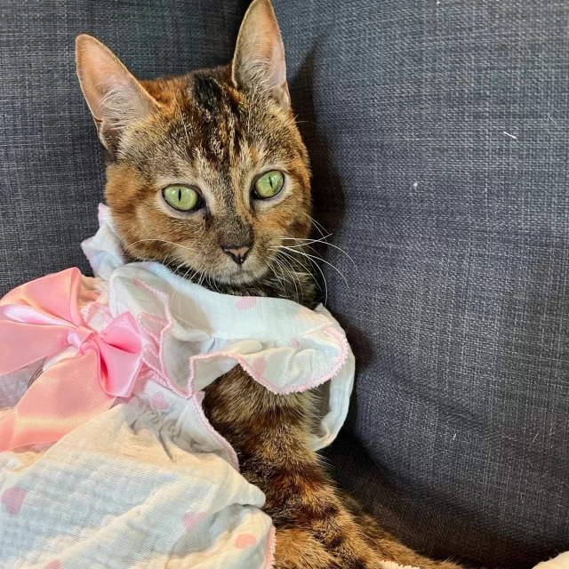 How do we love to shop? In style, and with purpose! 👠⁠
⁠
Fink, our long-stay “wobbly cat” with cerebellar hypoplasia, doesn’t mind modeling in hats or dresses! Ever since she was brought to us as a kitten, we’ve snapped quite a few glamor shots of her in couture. She’s been waiting patiently for her adoption day—and until then you can help support a fashionista like her! 👒⁠
⁠
When you thrift at the Wicker Park Buffalo Exchange, you can give back to cats like Fink. Through the shop’s Tokens for Bags program, customers like you can donate a 5-cent charity token to Tree House Humane Society when you opt out of using single-use plastic bags! ❌️🛍️⁠
⁠
➡️ Want to learn more? Visit buffaloexchange.com/tokens-for-bags-charities (link in bio) ⁠
⁠
➡️ Want to adopt Fink? Through Sun. 2/15, her adoption fee is discounted at 50%! Learn more at bit.ly/THHSAdopt⁠