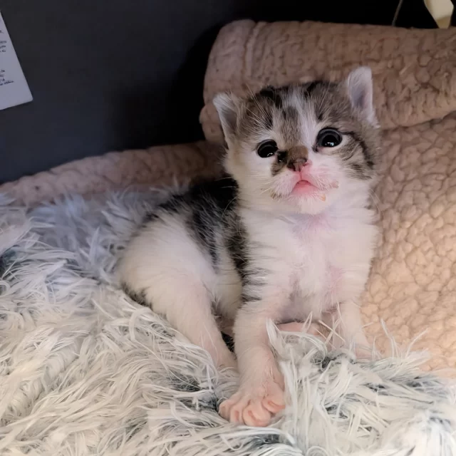 Thanks to a monthly commitment made by one of our donors, Emu and Dingo got early valentines in the form of new toys! They haven’t stopped playfully swatting and kicking them since. You can give more cats this joy when you become our newest monthly supporter.

For every new monthly supporter we gain, our feline friends will receive a NEW HEART-SHAPED TOY. How sweet is that? Just think of all the cats prowling, pouncing, and leaping with joy!

Valentine’s Day is a day dedicated to showing how you feel. Thanks to you, every cat at Tree House Humane Society feels the warmth of being loved — even the cats who are trying very hard to pretend they don’t care!
Until they’re someone’s “Cutie Pie,” here’s a way for you to provide tasty treats, enriching toys, patient care, and much more for cats in need.

You can give these cats everything they need to thrive — and there’s nothing they need more than caring people like you to become monthly supporters. To celebrate this day of love, will you open your heart a little more?

🔗 treehouseanimals.org/monthlygiving

#TreeHouseCats #Donate #Chicago #Kittens #Cats