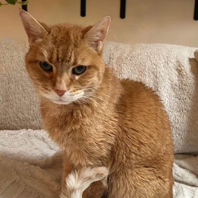 This golden girl is showing us that it’s never too late for a Happy Ending Tail. ☀️⁠
⁠
After returning to Tree House as a senior cat last summer, we knew Ms. Harlow’s story was far from over. At 15 years young, our old friend found a new home to live out her golden years. ⁠
⁠
Ms. Harlow was quick to settle in, exploring every lounging spot, sunny windowsill, and lookout perch. While Ms. Harlow’s new cat roommate may be taking some time to adjust, we know there’s a beautiful friendship just around the corner. 💞⁠
⁠
As Ms. Harlow embarks on her next chapter, her journey is proof that finding friendship and love has no deadline!