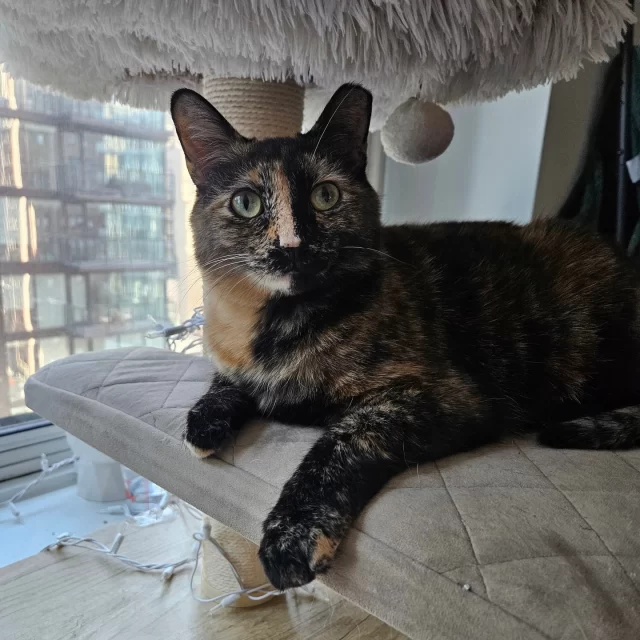 💞 It’s finally their turn for love. 💞⁠
⁠
This Valentine’s season, we’d love to see these #TreeHouseCats swept off their paws—from foster homes to loving adoptive homes, with Cupid leading the way. 💘⁠
⁠
Our long-stay Foster-to-Family cats are ready for adoption with 50% off their fees from Feb 4–15:⁠
💌 Fink⁠
💌 Erickson⁠
💌 Conch Shell⁠
⁠
The sweetest part of our Foster-to-Family process? At your Meet & Greet, you’ll chat with both our adoption counselor and the foster family—so you get the full love story before bringing your kitty home.⁠
⁠
Ready to meet your match? Email adoption@treehouseanimals.org to schedule a Meet & Greet.⁠
⁠
See all their profiles at bit.ly/THHSAdopt (link in bio)