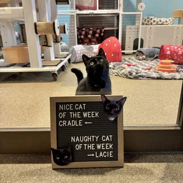 NICE CAT OF THE WEEK: CRADLE ✔️👍️⁠
This girl loves snoozing in a fluffy cat bed. We wonder if she would enjoy napping in her namesake, if offered the chance!⁠
⁠
NAUGHTY CAT OF THE WEEK: LACIE ❌️👎️⁠
If you think Lacie’s being a bit forward with you—and maybe even judging you—don’t sweat it! She’s kind of like Origami’s bodyguard and wants to make sure you’re good company. ⁠
⁠
Both cats are ready to meet their adopters! Get to know them at bit.ly/THHSAdopt (link in bio)