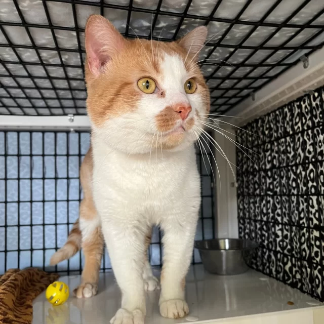 Love was definitely in the air during the first week of our Valentine’s adoption promotion! 💕 Seventeen #TreeHouseCats found their perfect match—and one very special senior kitty, Fredo, finally had his turn for love.⁠
⁠
Fredo was the first cat adopted through our Valentine’s event, which offeres 50% off adoption fees for long-stay and senior cats. We even captured a sweet photo of his new human celebrating the moment—cue the happy tears! 📸💞⁠
⁠
Congratulations to these love stories officially beginning their #HappyEndingTails:⁠
💖 Mordecai & Crush⁠
🏀 Kobe⁠
🧀 Dorito⁠
💘 Fredo⁠
🌺 Nani⁠
😽 Flirt⁠
💞 Lovey Dovey⁠
😉 Tease⁠
✨ Keshawn⁠
🍝 Baby Lasagna⁠
🍬 Sweetcheeks⁠
💋 Smooches⁠
😍 Bae⁠
🌸 Effie⁠
❤️ Baladi⁠
🖤 Oreo⁠
⁠
Is it your turn for love? 💌 Our Valentine’s adoption event continues through Sunday, February 15! Visit the shelter and meet the cats who’ve been waiting patiently to steal your heart. 💕🐾 bit.ly/THHSAdopt (link in bio)