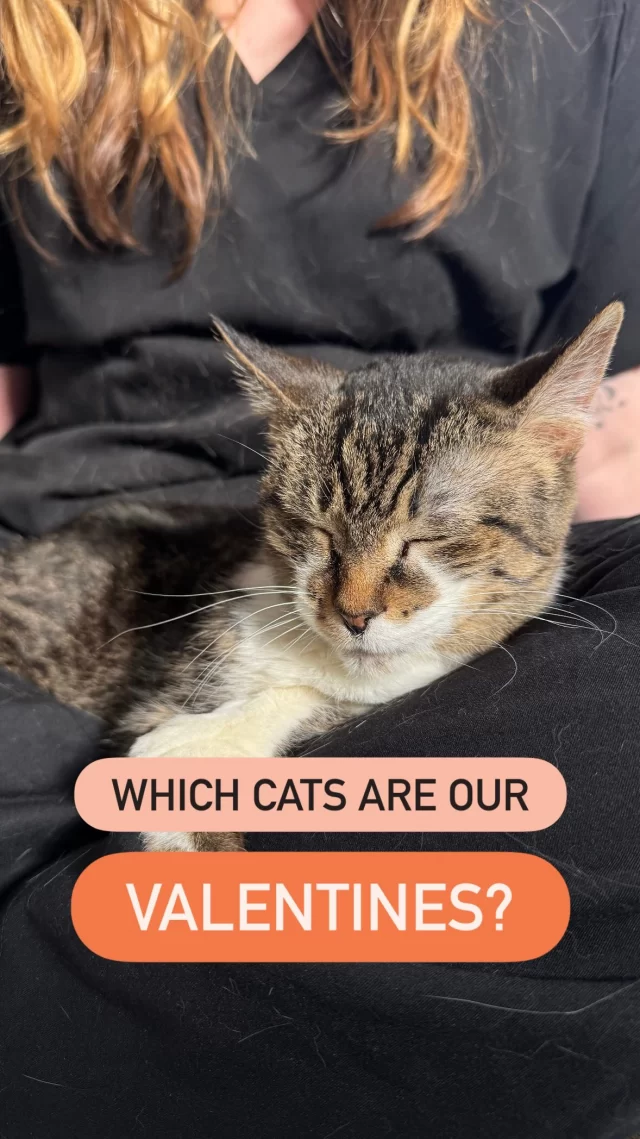 These cats are our Valentines, but that shouldn’t stop you from sweeping them off their paws—and off our adoption floor! 🥰 #TreeHouseCats #Valentines #Cats #Chicago #Love