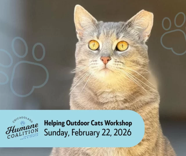Want to help outdoor cats in your neighborhood? ✔️🐈️⁠
Whether you’re brand new to trapping or already have experience, this hands-on workshop is for you. ⁠
⁠
Chicagoland Humane Coalition is hosting two community workshops on Sunday, February 22, focused on practical, compassionate ways to support outdoor cats. 🏫⁠
⁠
📍 Douglass Library⁠
3353 W 13th St., Chicago⁠
English: 1:30–2:45 PM⁠
Español: 3:15–4:30 PM⁠
⁠
📍 DuPage County Animal Services⁠
2255 Manchester Rd., Wheaton⁠
English: 1:30–2:45 PM⁠
⁠
You’ll learn:⁠
✔️Humane trapping basics⁠
✔️Why spay/neuter matters⁠
✔️What to do if you find kittens⁠
✔️Winter shelter tips⁠
✔️Common medical concerns⁠
✔️Nuisance prevention⁠
⁠
All are welcome — including first-time trappers. Come learn how to make a real difference for outdoor cats and your community.⁠
⁠
🔗 For more information, visit: chicagolandhumane.org/outdoorcats (link in bio)