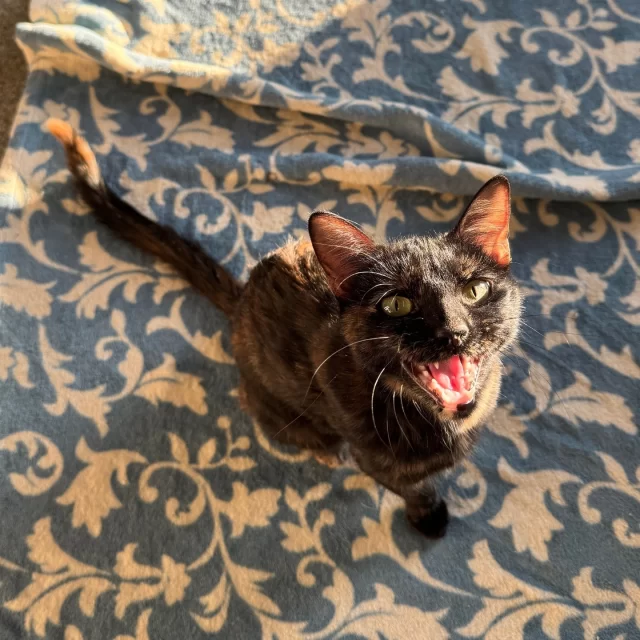 The sweetest adoption week unfolded over Valentine’s weekend, when 11 #TreeHouseCats found their families — including two long-stay sweethearts. After 547 days, Honeysauce’s adoption became official on Valentine’s Day. The very next day, Conch Shell charmed her adopter and went home after a four-month wait. Both were featured in our “Their Turn for Love” adoption event with 50% off fees: a perfect celebration of love and connection.⁠
⁠
Congratulations to these cats on beginning their #HappyEndingTails:⁠
💞 Derrick & Herrick⁠
🍯 Honeysauce⁠
🐚 Conch Shell⁠
🌟 Fallahi⁠
💗 Lady Love⁠
🐱 Goyangi⁠
🎀 My Melody⁠
🌙 Saidi⁠
💔 Heartbreaker⁠
🎭 Facade