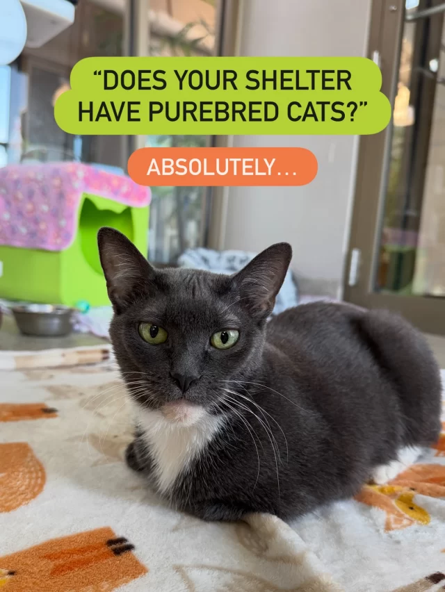 Think shelters don’t have purebred animals? Try us again. #TreeHouseCats #Cats #Purebred #Adopt #Chicago