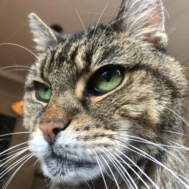 We heard you all asking, “Who’s your oldest adoptable senior?” (Okay, fine, we asked ourselves.) 😅⁠
⁠
Meet Cous Cous — 17½ years young and a certified lap legend. 🏆 This girl is a PURRfessional snuggler. Don’t like a cat in your lap? Tragic. Because once she’s settled in, your plans are officially canceled. Meetings? Over. Snacks? Delayed. You are now her furniture. 🐾⁠
⁠
And yes, she’s rocking a tiny bit of a grumpy face… but behind that delightful little face is the softest, sweetest heart. Proof that you should never judge a book by its cover… Nor a cat by her RBF. 😹⁠
⁠
Ready to make Cous Cous your full-time lap warmer? She’s available for a Foster-to-Family adoption! Email adoption@treehouseanimals.org to get started.