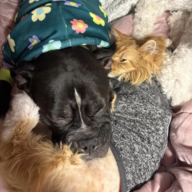We just had to share this sweet update! Remember Canary?! 🐤⁠
⁠
Ever since his brother Cardinal crossed the Rainbow Bridge, we’re comforted knowing that he is still living a life full of love, warmth, and canine snuggles in his twilight years. 🐕️🤍🐈️